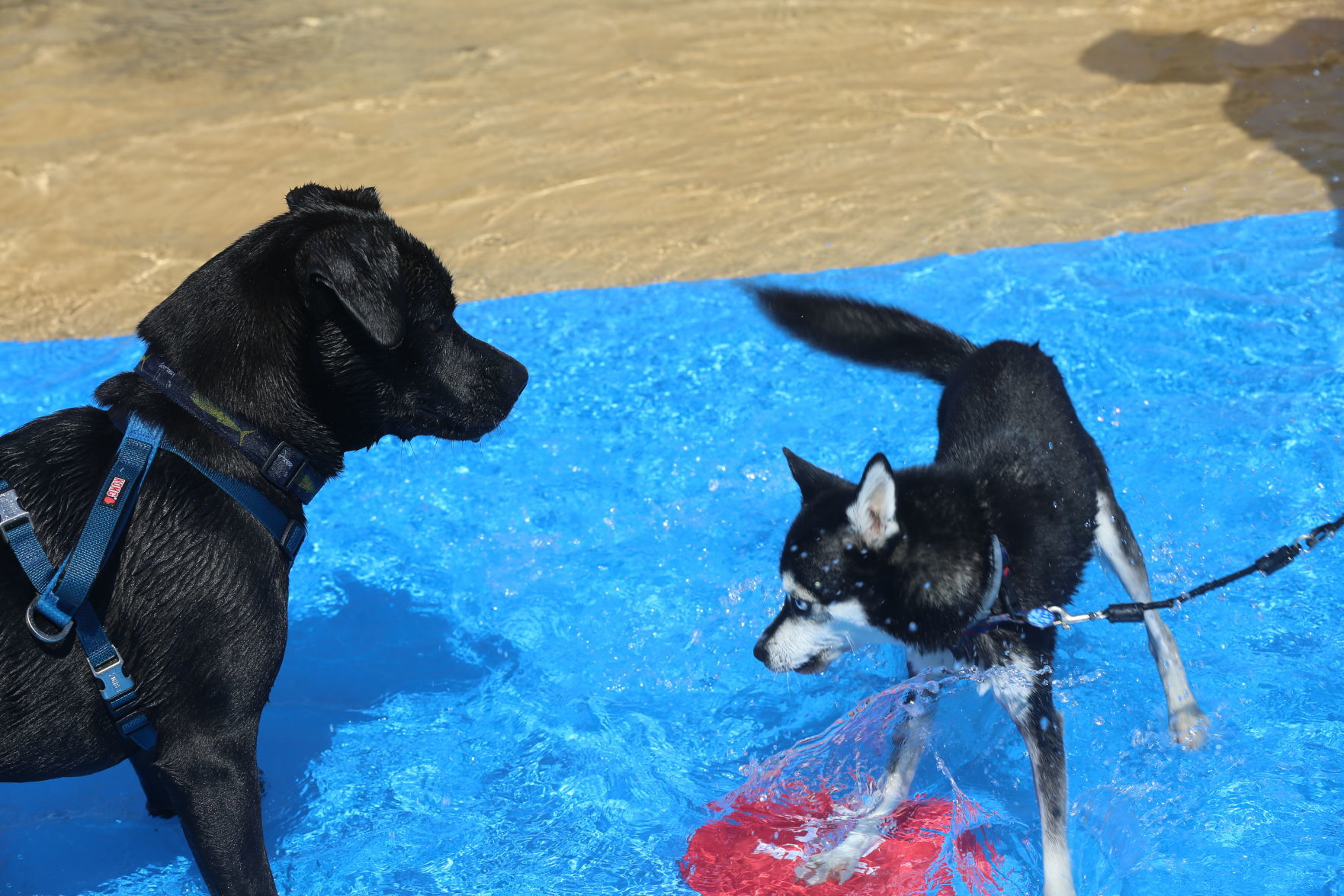 090919_gal_WWdogs (48)